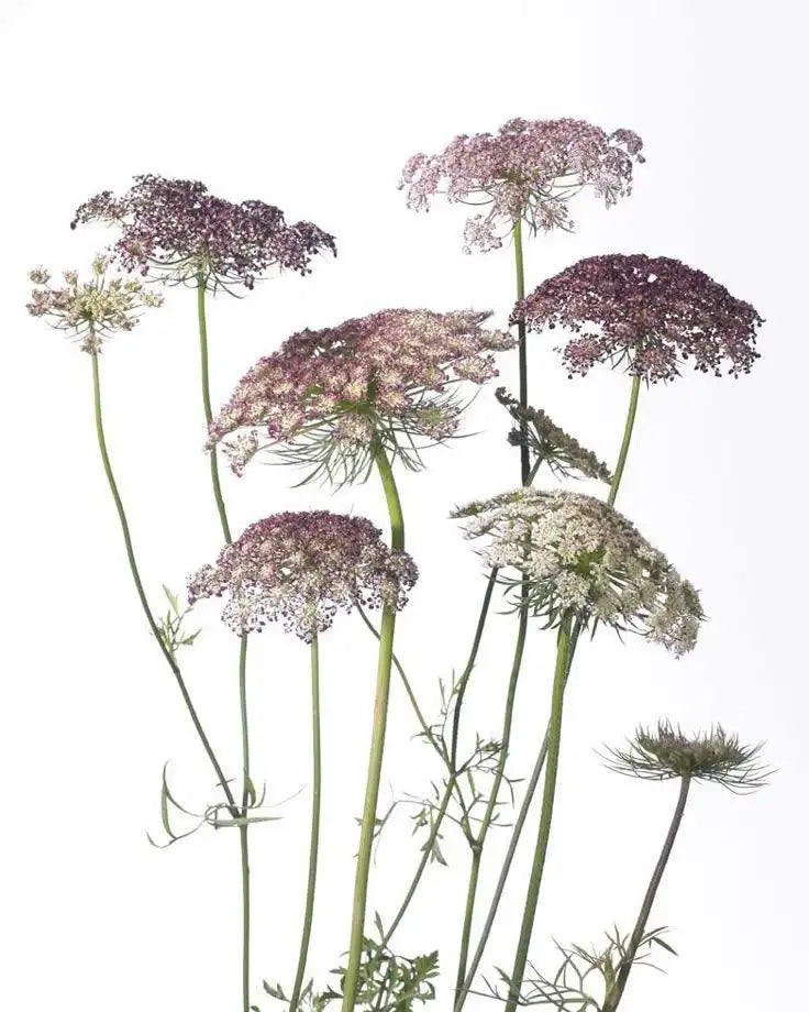 New-Zealand-proven-skincare-ingredients-luxury cosmetics