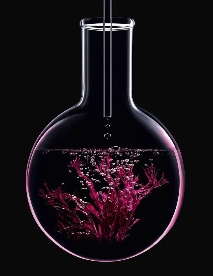 Glass lab vessel with pink algae-like plant and water droplet on a black background