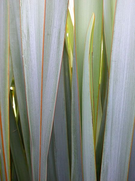 New zealand flax seed oil botanicals for proven skincare benefits