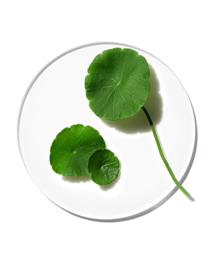 Three gotu kola green leaves on a clear glass plate with a white background